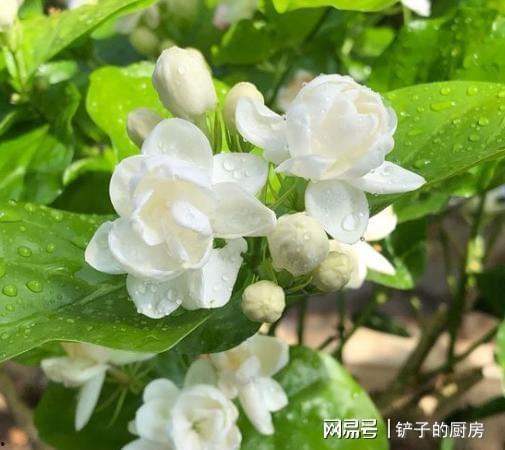 国产茉莉珊瑚好养吗视频,轻松上手，养出美丽珊瑚