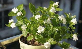 国产茉莉珊瑚好养吗视频,轻松上手，养出美丽珊瑚