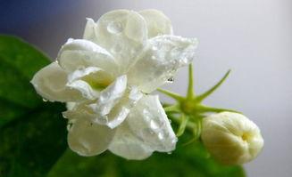 国产茉莉珊瑚好养吗视频,轻松上手，养出美丽珊瑚