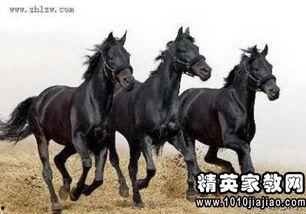 马匹窝国产名人视频,视频中的传奇故事