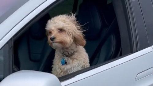 国产宠物犬视频,视频里的萌宠瞬间