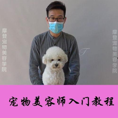 国产宠物犬视频,视频里的萌宠瞬间